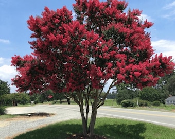 Arapahoe Crape Myrtle: Striking Wine-Red Flowers with a Hint of Purple and Dark Green Foliage
