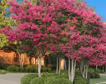 Tuskegee Crape Myrtle: Bright Watermelon Pink Blooms on a Fast Growing Shade Tree