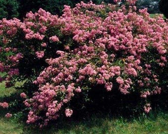 Caddo Crape Myrtle: Graceful, Weeping Elegance for Your Landscape