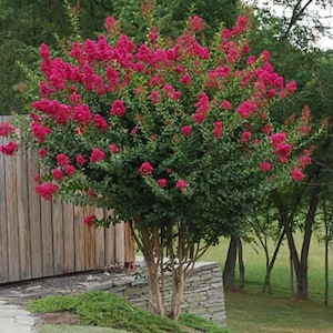 Tonto Crape Myrtle: Vibrant Beauty and Exceptional Hardiness for Your Landscape