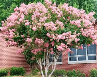 Potomac Crape Myrtle: Tall Elegance with Delicate Blooms for Your Landscape