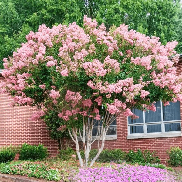 Crêpe myrte Potomac : grande élégance avec des fleurs délicates pour votre aménagement paysager