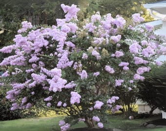 Yuma Crape Myrtle: Elegant Lavender-Blue Blooms for Your Landscape