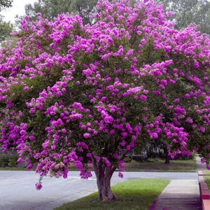 Basham's Party Pink Crape Myrtle Tree - Fast-Growing Shade Tree With Light Pink Flowers, Ships 2-4 Ft