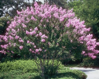 Zuni Crape Myrtle: Bright Lavender Flowers on this Upright, Spreading Tree