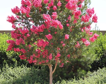Comanche Crape Myrtle: Majestic Dark Coral Pink Blooms