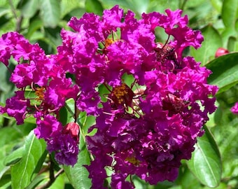 Purple Velvet Crape Myrtle: Dark Purple Flowers with a Distinct Fuchsia Undertone