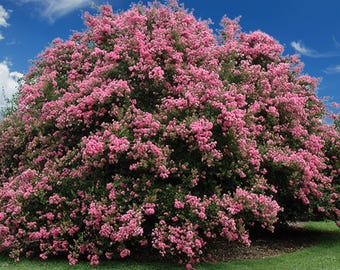 Seminole Crape Myrtle: Dynamic Color and Unique Beauty for Your Landscape