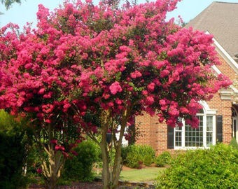 Tuscarora Crape Myrtle: Vibrant Watermelon Red Blooms and Exceptional Hardiness