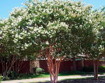 Natchez Crape Myrtle: Majestic Beauty and Continuous Blooms for Your Landscape