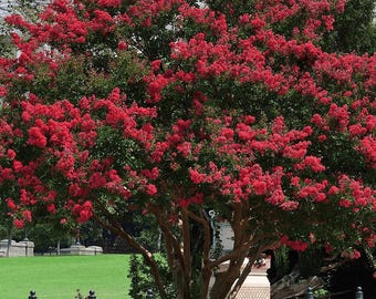 Elizabethanne Red Passion™ Crape Myrtle: For the Lovers of True Red