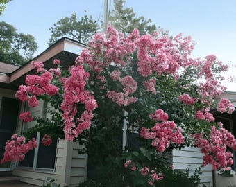 Prairie Lace Crape Myrtle: Unique Red and White Picotee Beauty for Your Landscape