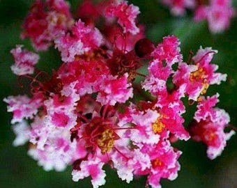 Queens Lace Crape Myrtle: Rare Beauty and Striking Red & White Colors on Each Flower
