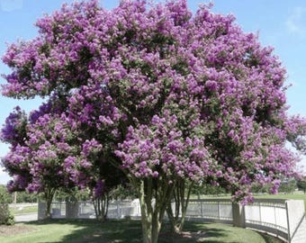 Powhatan Crape Myrtle: Showy Purple Flowers on a Large Shade Tree