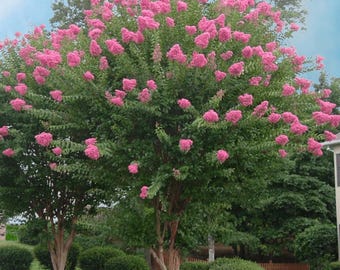 Choctaw Crape Myrtle: Rich Pink Blooms with Striking Cinnamon Red Bark