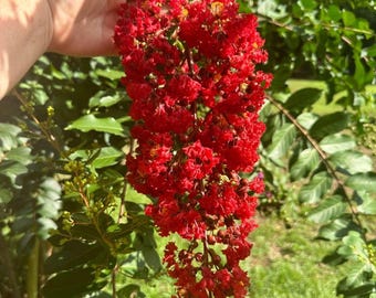 Miss Francis Crape Myrtle: Fast-Growing Elegance and Striking Red Blooms