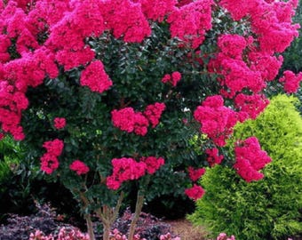 Electric Pink Passion™ Crape Myrtle: Vibrant Blazing Pink Color for Your Landscape