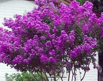 Royalty Crape Myrtle: Royal Purple Flowers in a Manageable Small Tree