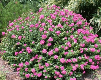 Pokomoke Crape Myrtle: A Bushy Miniature with Dark Rose Pink Flowers and Upright Growth