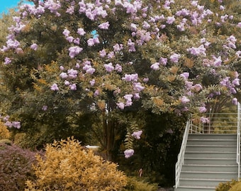 Muskogee Crape Myrtle: Fast Growing Lavender, Excellent Shade Tree