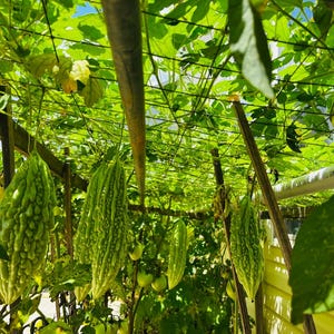 Organic Bitter Melon Seeds, Non GMO Chinese Bitter Melon Seeds, Bitter Melon Seeds, Seeds, Indian Melon Seeds