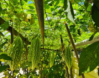 Semillas de melón amargo orgánico, semillas de melón amargo chino sin OMG, semillas de melón amargo, semillas, semillas de melón indio