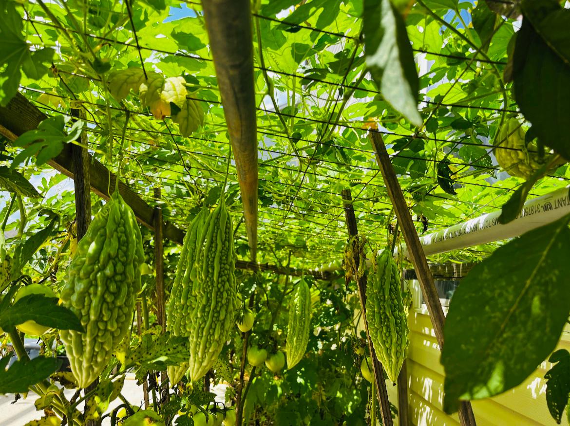 Organic Bitter Melon Seeds, Non GMO Chinese Bitter Melon Seeds, Bitter Melon Seeds, Seeds, Indian Melon Seeds