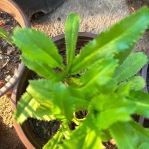 Live Organic Culantro Plants, Live Coriander Plants, Ngo Gai, Ngo Tau, Mui Tau, Live Plant, Saw Leaf Live Pot, Mexican Coriander Ngo Gai