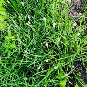 Organic Garlic Chives Seeds, Chives Seeds, Hẹ, Seeds, Ready to Plant Seeds. Rare Seeds, Grow Your Own, Organic Seeds, Chives, Thai Chinese,