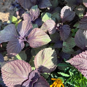 1000+ Organic Perilla Seeds, Shiso Live Seeds, Beefsteak Live Seeds, Vietnamese Perilla Amaranth, Rau Tia To, La Tia To, Hạt Giống, Rare See