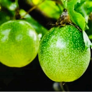 Planta de maracuyá en maceta, enredadera de maracuyá, maracuyá orgánico, maracuyá de inicio, planta sin OMG, planta viva, plantas de inicio