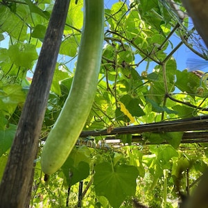 Long Bottle Gourd Seeds, Organic Seeds, HomeGrown Seeds, Grow Your Own, Seeds