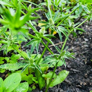Culantro, Organic Seeds, Ngo Gai, Mui Tau, Ngo Tau, Seed, Coriander Seed, Eryngium Foetidum, Mexican Coriander, Thorny Coriander, Saw Leaf