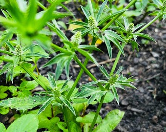 Culantro, Nasiona organiczne, Ngo Gai, Mui Tau, Ngo Tau, Nasiona, Nasiona kolendry, Eryngium Foetidum, Kolendra meksykańska, Kolendra kolczasta, Liść piły