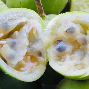 Passion Fruit Seeds, Passion Fruit, Organic Passion Fruit, Passion Fruit, Non GMO Plant, Lilikoi Seeds, Organic Seeds
