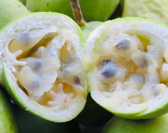 Passion Fruit Seeds, Passion Fruit, Organic Passion Fruit, Passion Fruit, Non GMO Plant, Lilikoi Seeds, Organic Seeds