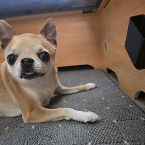 May include: A light brown Chihuahua dog with large, dark eyes and a slightly open mouth, lying on a gray textured mat. A black rectangular container is mounted on a wooden surface in the background.