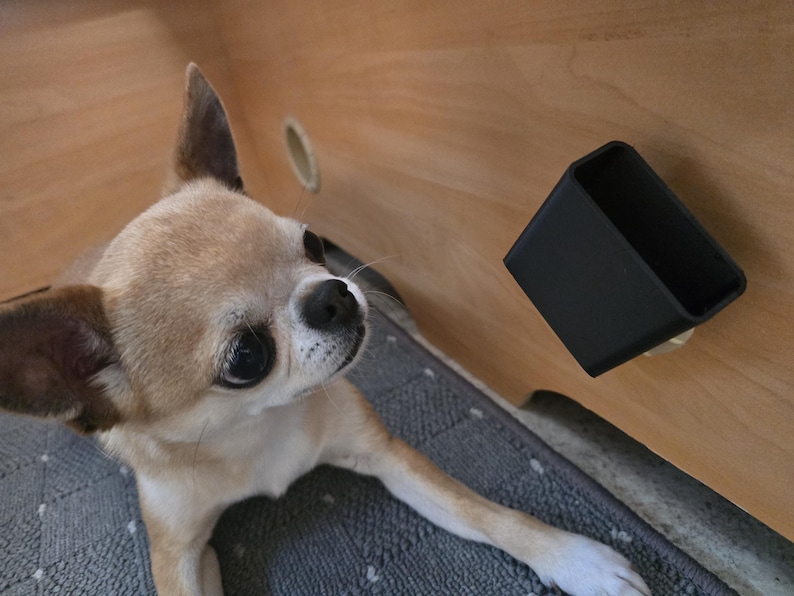 May include: A light brown and white Chihuahua dog looking up, with a black square container in the background. The dog is on a gray surface, and the background is light brown wood.