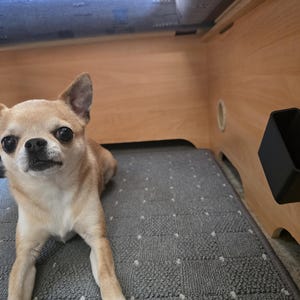 May include: A light brown Chihuahua dog with large, dark eyes is lying on a gray patterned mat. A black rectangular container is mounted on the wooden wall. The dog is looking directly at the camera.