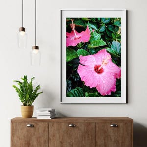 Pink Hibiscus Print