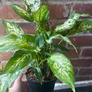 Dumb Cane Dieffenbachia in 6 Inch Pot – Repotted in Premium Soil – Low Light Easy Care Houseplant – Air Purifying – Bold Foliage -Plant Gift