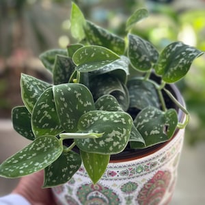 May include: A Scindapsus pictus plant with heart-shaped, dark green leaves featuring silver-grey variegation and spots. The plant is potted in a cylindrical container decorated with a colorful, intricate paisley pattern in shades of pink, green, and white.