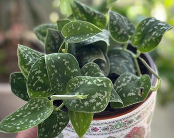 Silver Satin Pothos (Scindapsus Pictus) – Silver Variegated Trailing Houseplant – Easy Care Indoor Vine – Low Light Plant