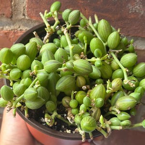 String of Turtles,Senecio Herreanus, Curio herreanus , Trailing Succulent, Hanging Plant, Easy Care Indoor Plant in 6’’ Pot, Repotted