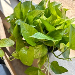 May include: A lush pothos plant featuring heart-shaped leaves with variegated patterns of bright lime green and deep emerald green. The foliage grows in a dense, cascading cluster, with individual stems extending outward from a central base.