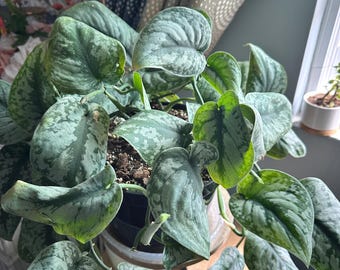 Scindapsus Pictus Exotica Silver Pothos Plant – Easy Care Trailing Vine, Low Light Houseplant