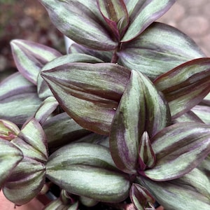 Wandering Jew Plant: Tradescantia Zebrina - 4&quot; Pot, Easy Care