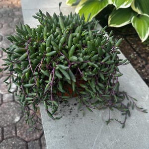 Ruby Necklace Repotted in 8” Nursery Pot, String Of Rubies, Little Pickles, Othonna Capensis, Purple Pink Succulent, Trailing Succulent