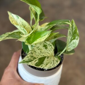 Marble Queen Pothos – Repotted Live Plant in 4" & 6" Nursery Pot