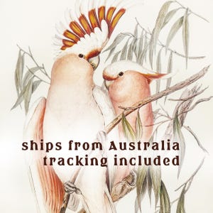 Pu&ograve; includere: Illustrazione ad acquerello di due cacatua rosa e bianchi appollaiati su un ramo con foglie verdi. Gli uccelli hanno creste distintive con piume arancioni e gialle. Testo: ships from Australia tracking included.
